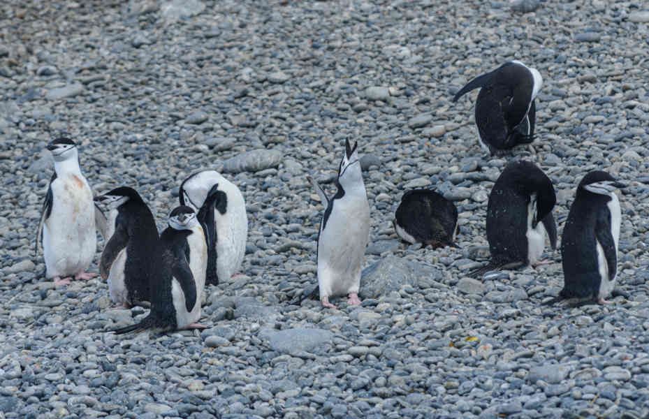 Pingüino Chinstrap - islas Georgias del Sur 18.jpg